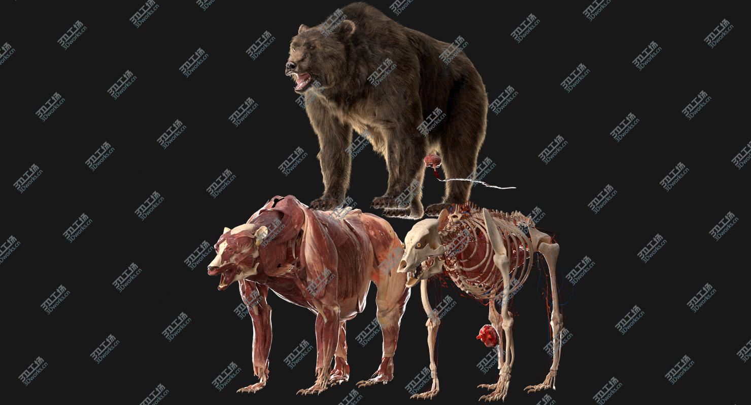 images/goods_img/202104094/3D Bear Anatomy (Fur) model/2.jpg